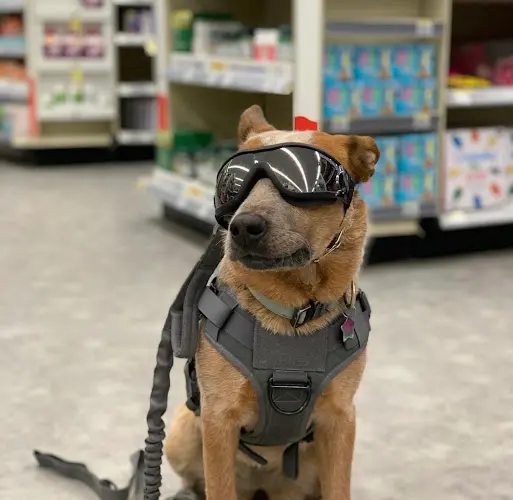 Dog trainer Top Dog k9 training Orange