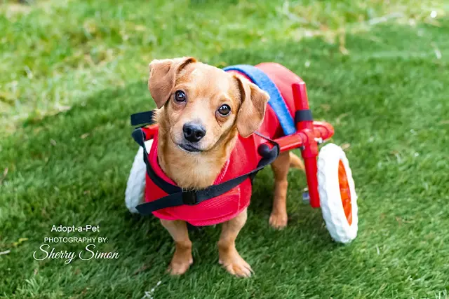 Rescue & Shelter Adopt-A-Pet of Shelton, Washington Kent