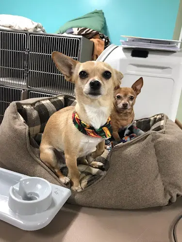 Dog Grooming Sam's Green Paw Burbank