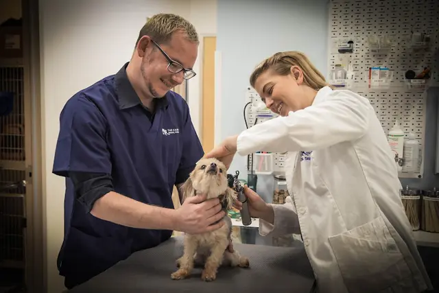 Pet vet The Castro Animal Hospital San Francisco