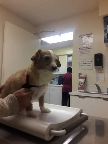 Pet vet Golden State Humane Society Carson