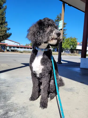 Dog Grooming Francy's Pet Grooming San Mateo