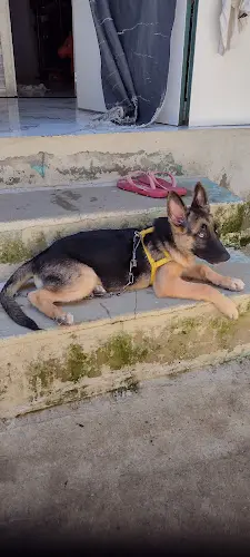 Dog day care center The Zen Dog Los Angeles