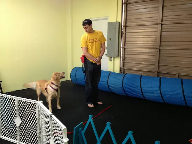 Dog trainer Every Dawg's Dream Orange