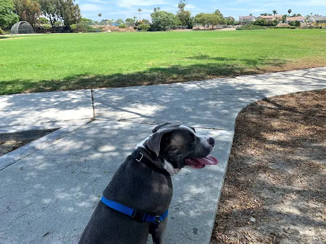 Dog Park Palisades Park Vista