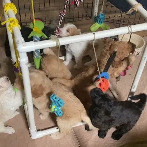 Dog breeder Gloriasgoldendoodles.com Murrieta