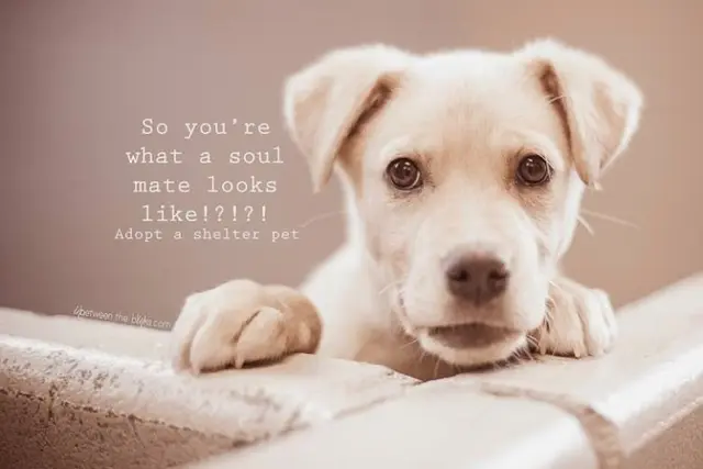 Dog breeder Valley Oak SPCA Visalia