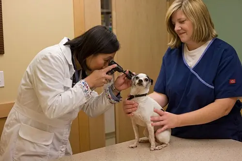 Pet vet Eastside Veterinary Associates -Kirkland Kirkland