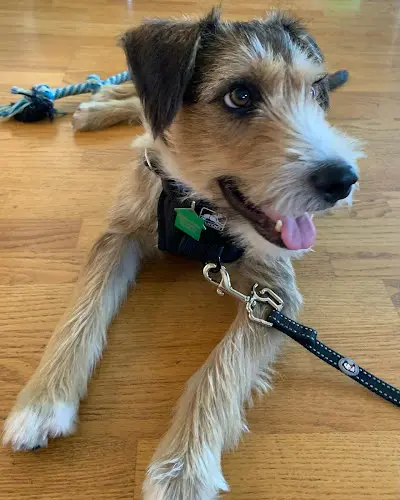 Dog trainer Fluency Dog Training El Cajon