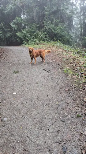 Dog Park Denny Creek trailhead Kirkland