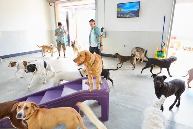 Dog trainer Happy Hound Play & Daycare, Inc. Richmond