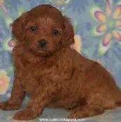 Dog breeder Cute Cockapoos Bakersfield
