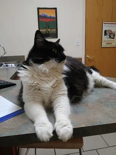 Dog day care center Chico Hospital for Cats Chico
