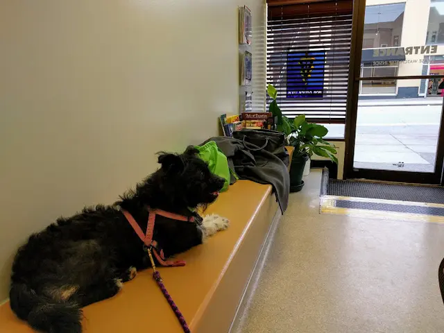 Pet vet Park Animal Hospital San Francisco
