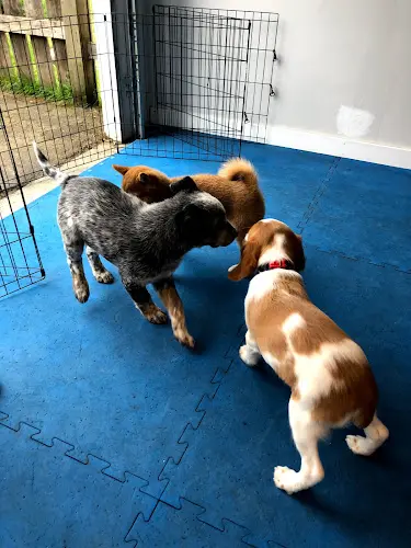 Dog trainer Wags Dog Training Seattle