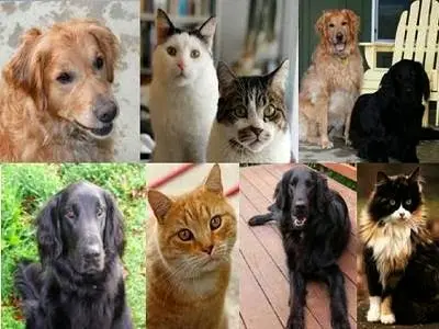 Dog day care center Adele's Pet Sitting Daly City