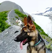 Pet vet Ravenwood Veterinary Clinic Pc: Whiton Susan DVM Anchorage