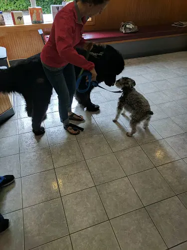 Pet vet VCA Redwood Animal Hospital Kirkland