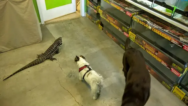 Pet boarding service Redding Reptiles Redding
