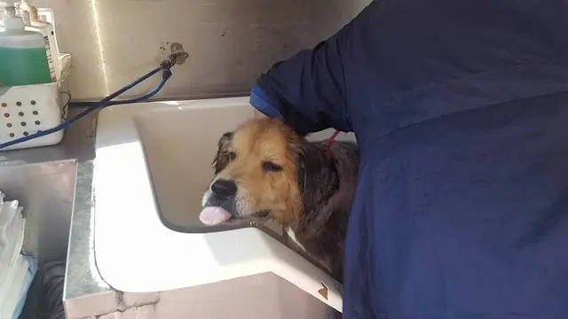 Pet boarding service Aussie Pet Mobile Fresno Clovis