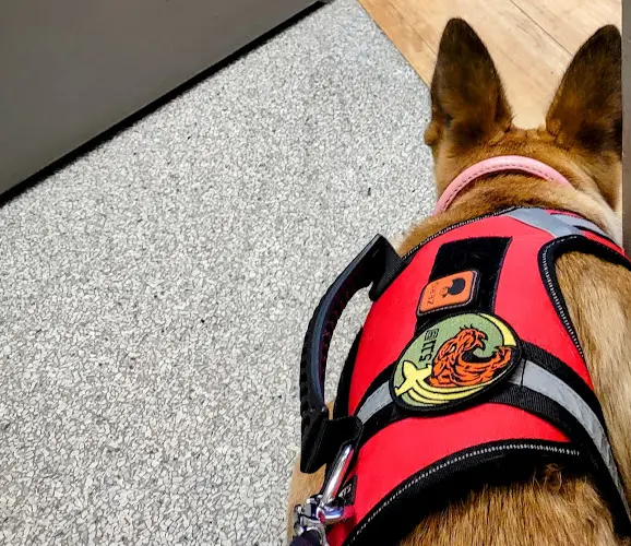 Dog day care center San Joaquin Veterinary Hospital Fresno