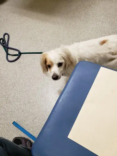 Pet vet Afford-A-Vet Animal Clinic Kent
