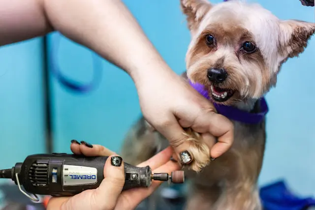 Dog Grooming Tails of the City Dog Salon Vacaville