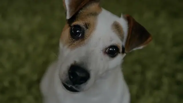 Dog walker LA Pet Sitting Los Angeles