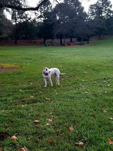 Dog Park East Avenue Park Hayward