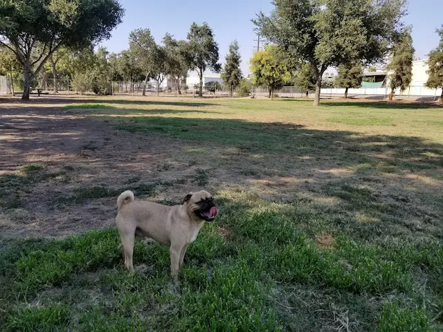 Dog Park Seven Oaks Park Clovis