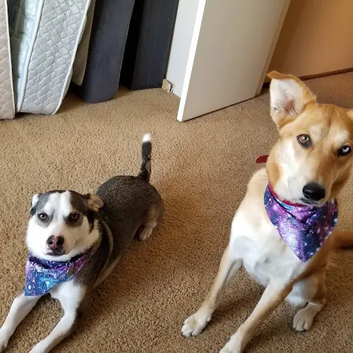 Dog day care center Val Vista Pet Hotel Lancaster