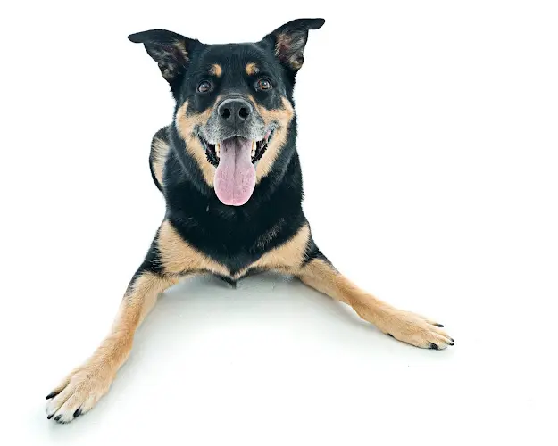 Dog Park Just Food For Dogs Corporate Headquarters Irvine