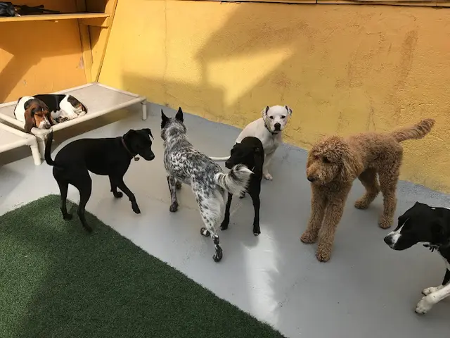 Dog day care center Embarkadero Social Club San Francisco