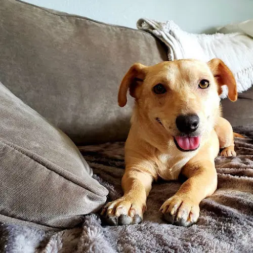 Rescue & Shelter The Animal Pad Chula Vista
