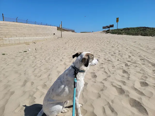 Dog Park Ventura Harbor Village Ventura