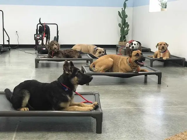 Dog day care center Mountain Dog Club Bakersfield