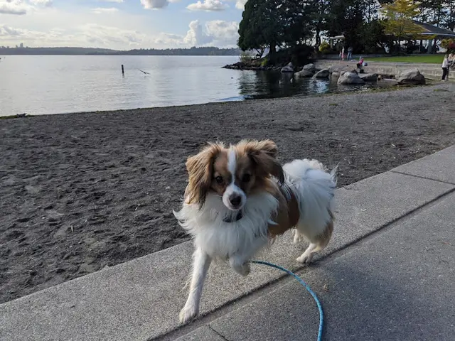 Dog trainer Doggy Development Kirkland