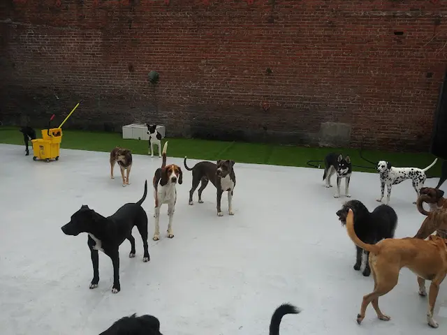 Dog trainer Just Pet Me Oakland