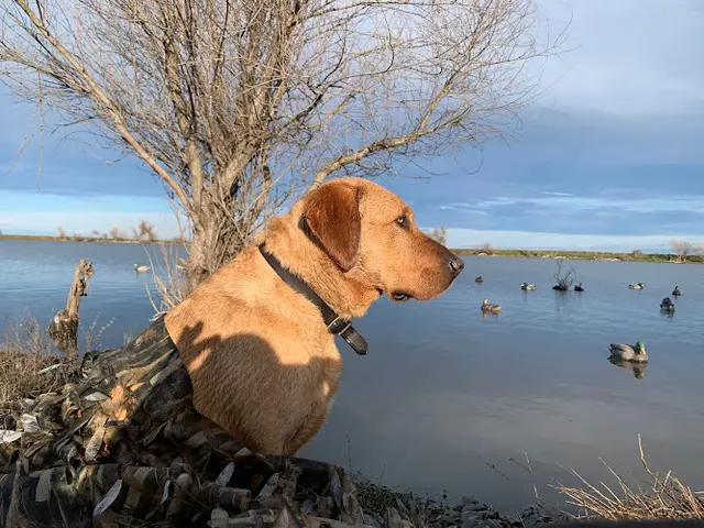 Dog breeder Garcia's Hunting Preserves Chico
