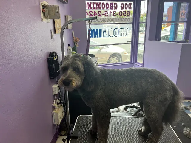 Dog day care center Dog On It! Dog Spaw San Mateo