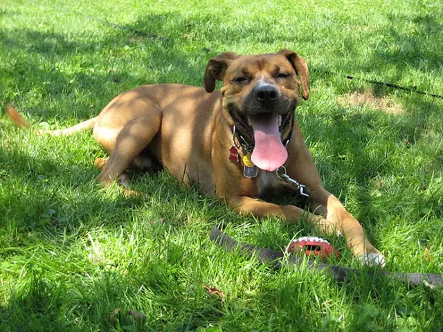 Pet boarding service No Problem! Dog Training Los Angeles