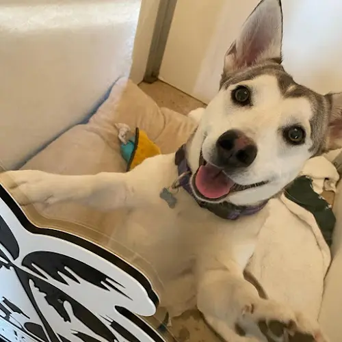 Dog day care center Elk Grove Pet Resort and Spa Sacramento