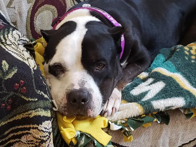 Dog breeder Solano County Animal Care San Leandro