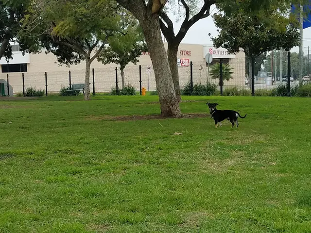 Dog walker La Palma Dog Park Anaheim