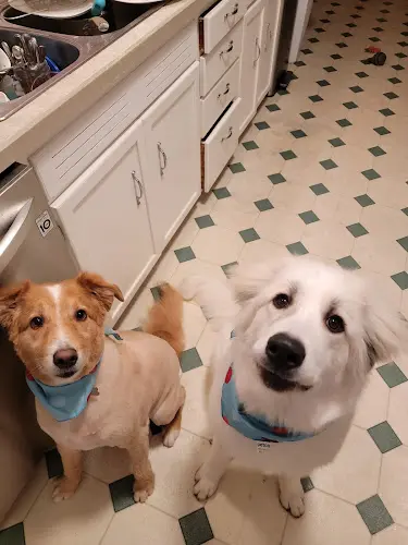 Rescue & Shelter Petco Salem