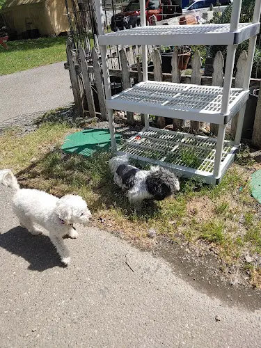 Dog day care center Haven Kennel Santa Rosa