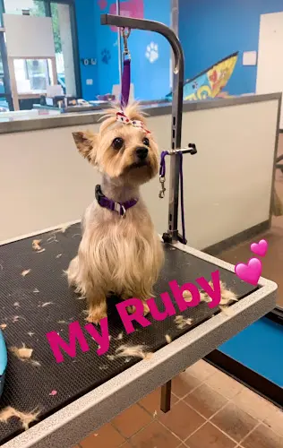 Dog Grooming Messy Furr N Paws Grooming Rialto