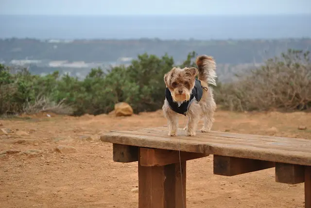 Dog walker Rancho La Costa Reserve San Marcos