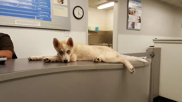 Pet vet Petco Fresno