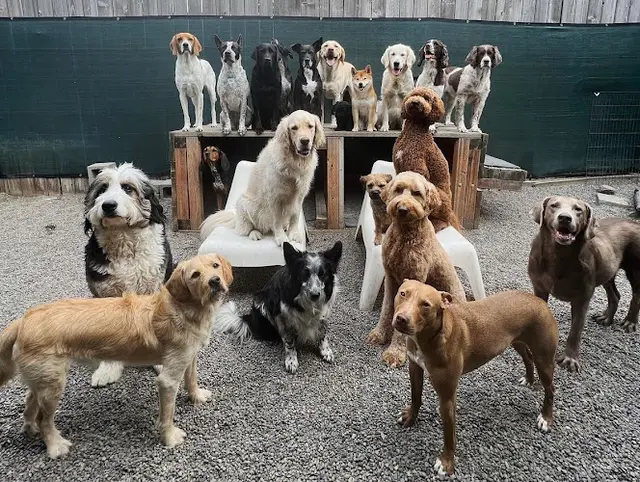 Dog day care center Mother Pupper - Alberta Portland